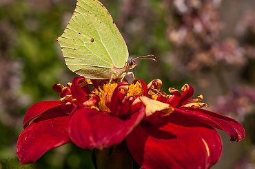 Cytrynek na Dalii.. #motyle #dalie #macro #lato