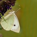 Bielinek Kapustnik,- #motyle #natrura #przyroda #macro