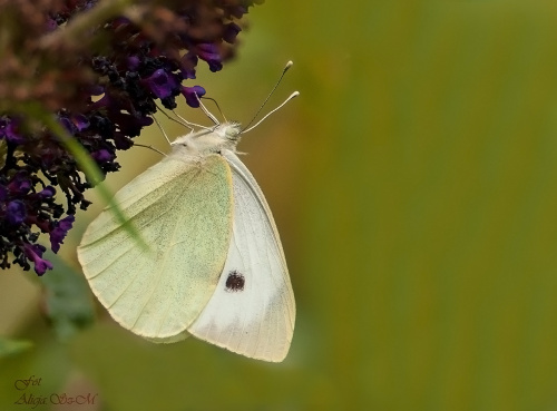 Bielinek Kapustnik,- #motyle #natrura #przyroda #macro