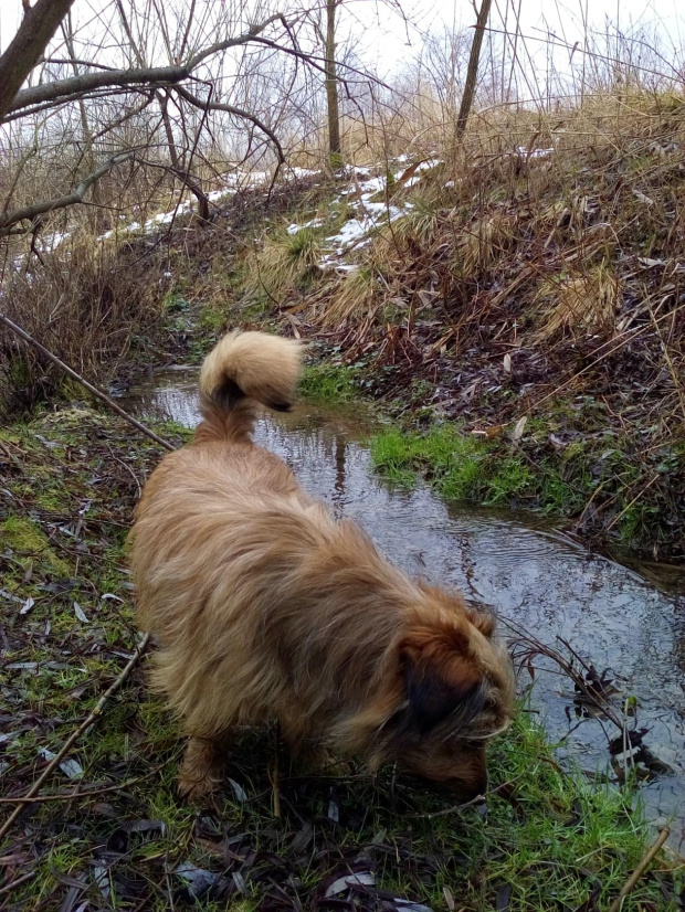 jlez, Poland (tytuł: Natura 8884 – pies, woda, łąka, topniejący śnieg, drzewa, wczesna wiosna)