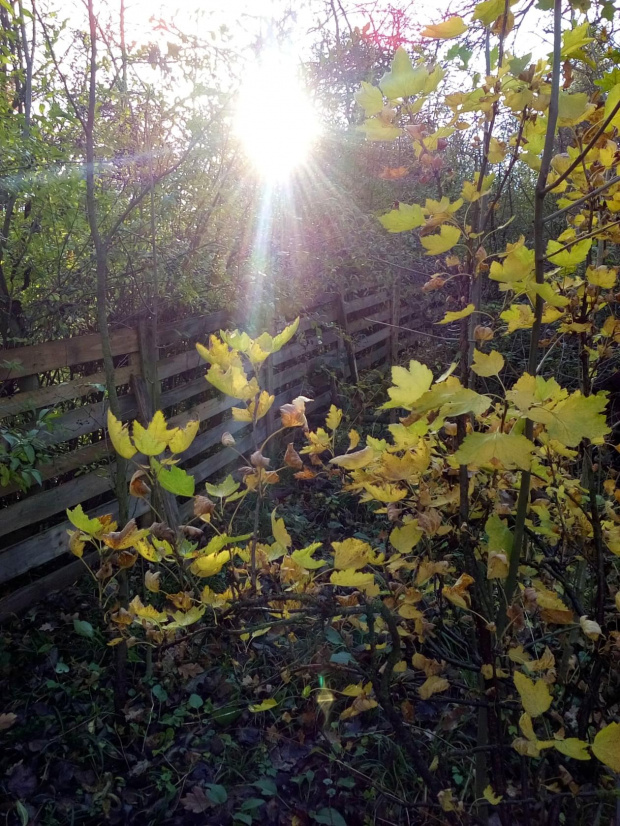 autor: jlez, Poland (tytuł: Natura 4062 - jesień, słońce, drzewo, liście)