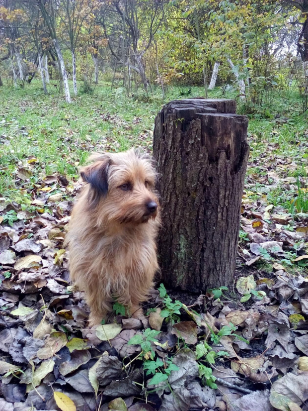 autor: jlez, Poland (tytuł: Natura 9009 - jesień, sad, liście i pies)