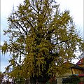 Miłorząb dwuklapowy (Ginko biloba)w szacie jesiennej. Do Polski pierwsze drzewo sprowadzono do ogrodu przy zamku w Łańcucie. Wiek ok 300 lat.