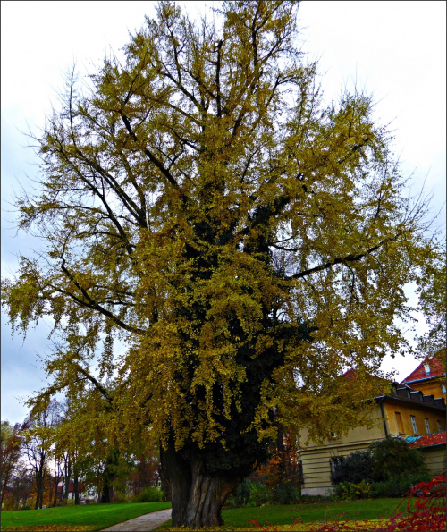 Miłorząb dwuklapowy (Ginko biloba)w szacie jesiennej. Do Polski pierwsze drzewo sprowadzono do ogrodu przy zamku w Łańcucie. Wiek ok 300 lat.