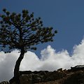 drzewo-Bryce Kanion