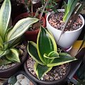 Sansevieria Golden Hahnii