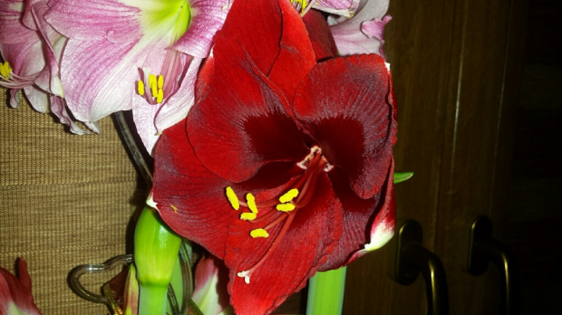 Hippeastrum Magnum