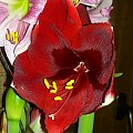 Hippeastrum Magnum