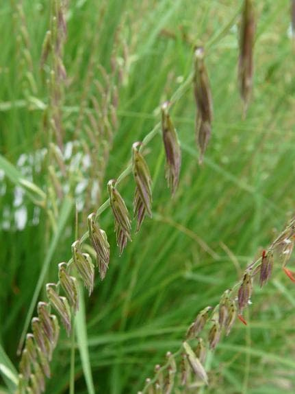 Boluteua curtipendula