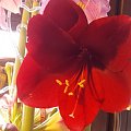 Hippeastrum Magnum