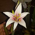 Hippeastrum Sweet Lilian