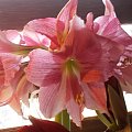 Hippeastrum Neon