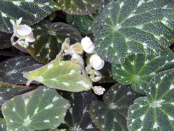 Begonia pustulata