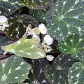 Begonia pustulata