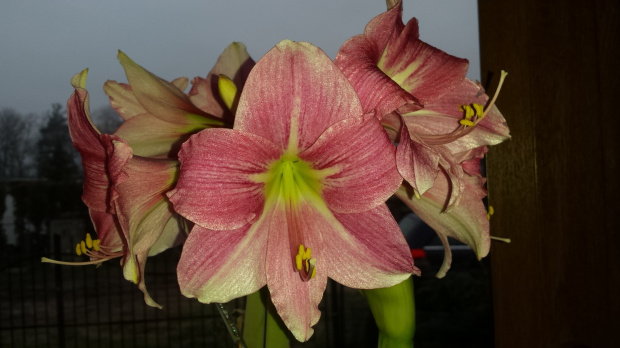 Hippeastrum Neon