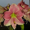 Hippeastrum Neon