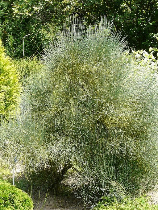 Ephedra americana var.andina