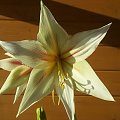 Hippeastrum Magic Green