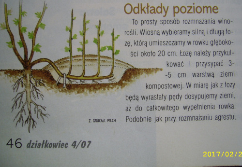 Obrazek