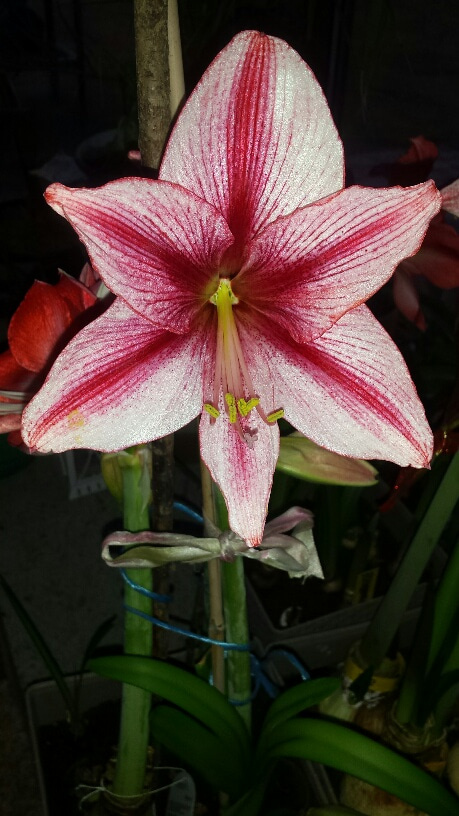 Hippeastrum Revelation