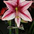 Hippeastrum Revelation