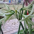 Hippeastrum Evergreen