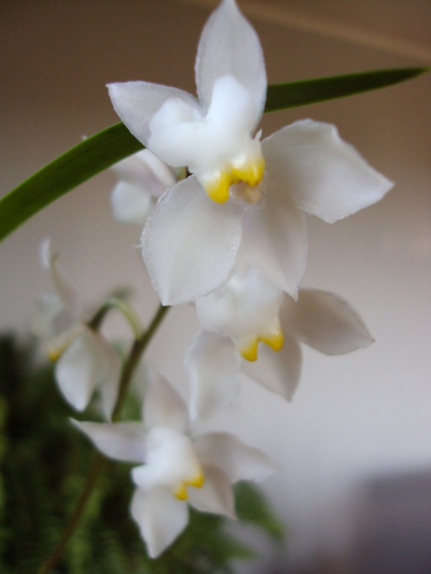 Odontoglossum pulchellum