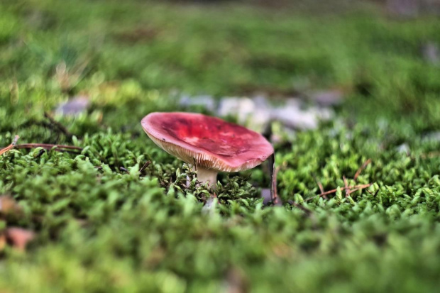 helios 44-2