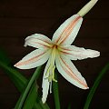 Hippeastrum