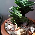 Haworthia Viscosa