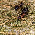 Mrówka Rudnica #mrówki #mrówka #rudnica #makro #owady