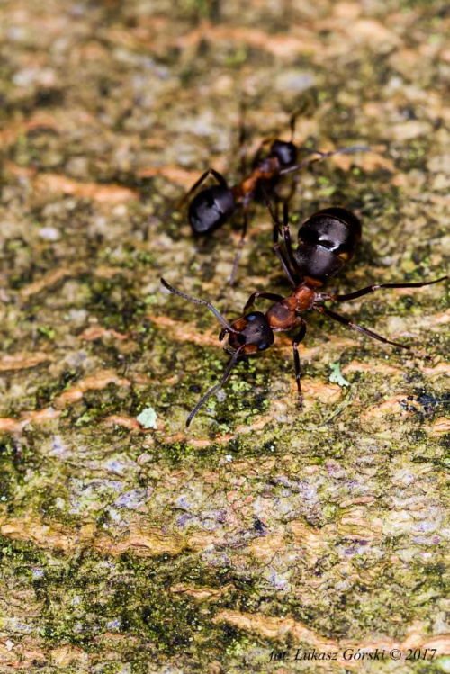 Mrówka Rudnica #mrówki #mrówka #rudnica #makro #owady