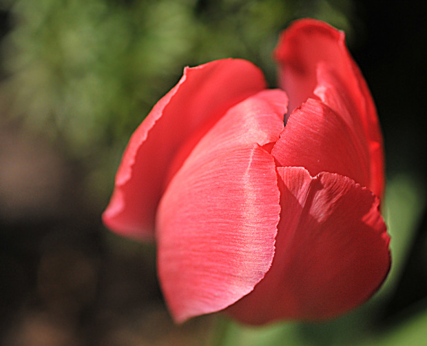 ostatnie tulipany w moim ogrodzie :(