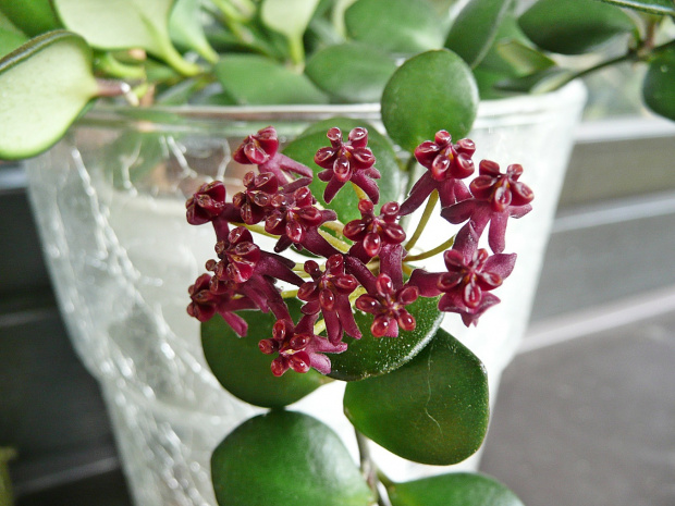 H.carmelae