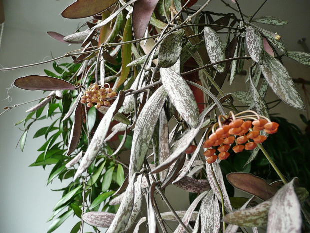 hoya hasseltii