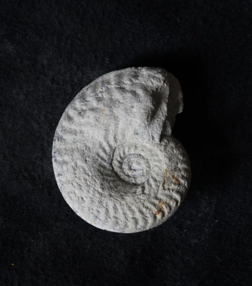 Neoprinoceras helveticus Częstochowa, Jasna Góra; dolny oksford 5 cm