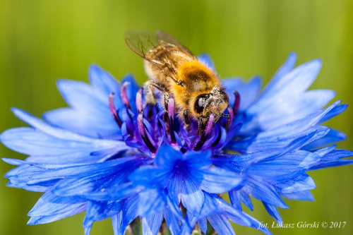Chabrowy poczęstunek #chaber #pszczoła #makro #owady #kwiaty