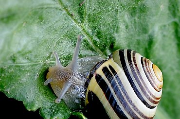 slimak slimak pokaz rogi..no i pokazal:) #natura #slimaki #macro #owadow