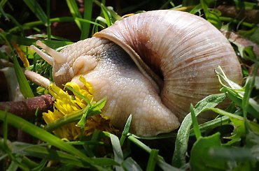 slimak slimak pokaz rogi..no i pokazal:) #natura #slimaki #macro #owadow