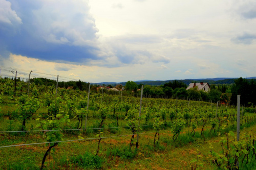 winnica podkarpackie, wino, Dolina Sanu, winnica Dolina Sanu #kie #wino #DolinaSanu #WinnicaDolinaSanu