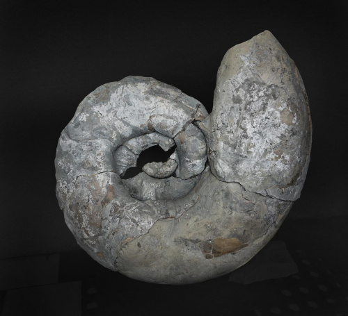 Megalytoceras sp. Częstochowa, Gnaszyn-Kawodrza; górny bajos 57 cm