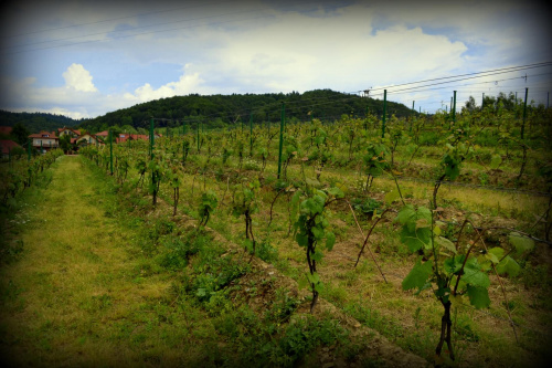 winnica podkarpackie, wino, Dolina Sanu, winnica Dolina Sanu #kie #wino #DolinaSanu #WinnicaDolinaSanu