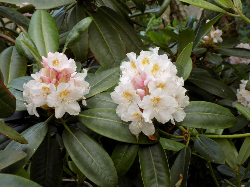 rhododendron maximum 3