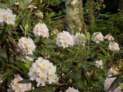 rhododendron maximum 5