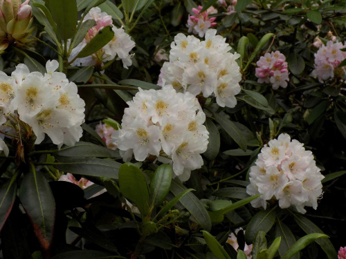 rhododendron maximum 2