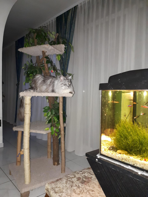 FishTV