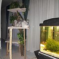 FishTV