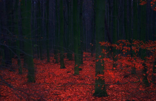 W ciemnym lesie