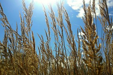 #łąka #niebo #trawa #natura #krajobraz