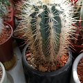 Pilosocereus Calcisaxicolus Pachicladus